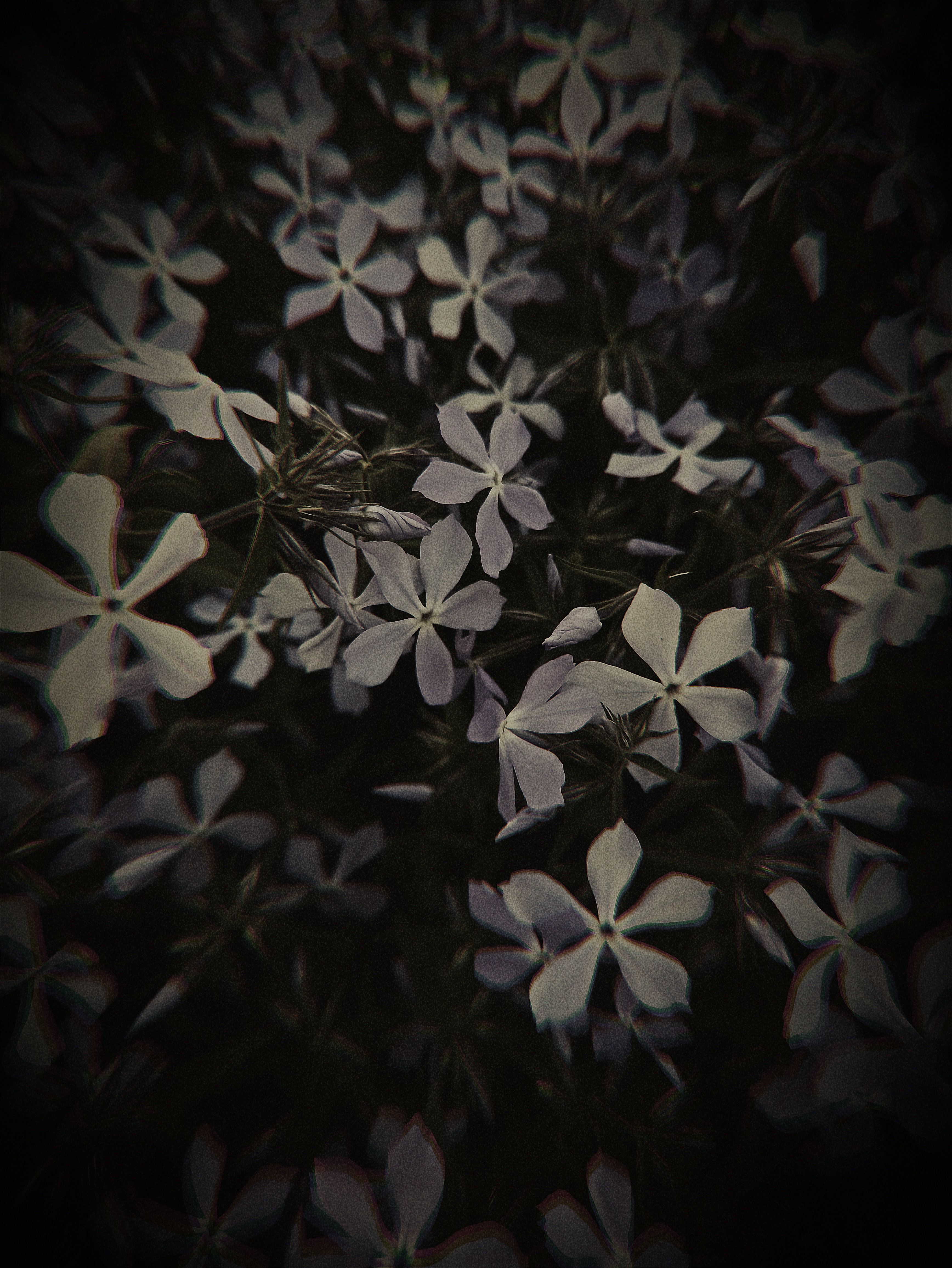 White Blossoms